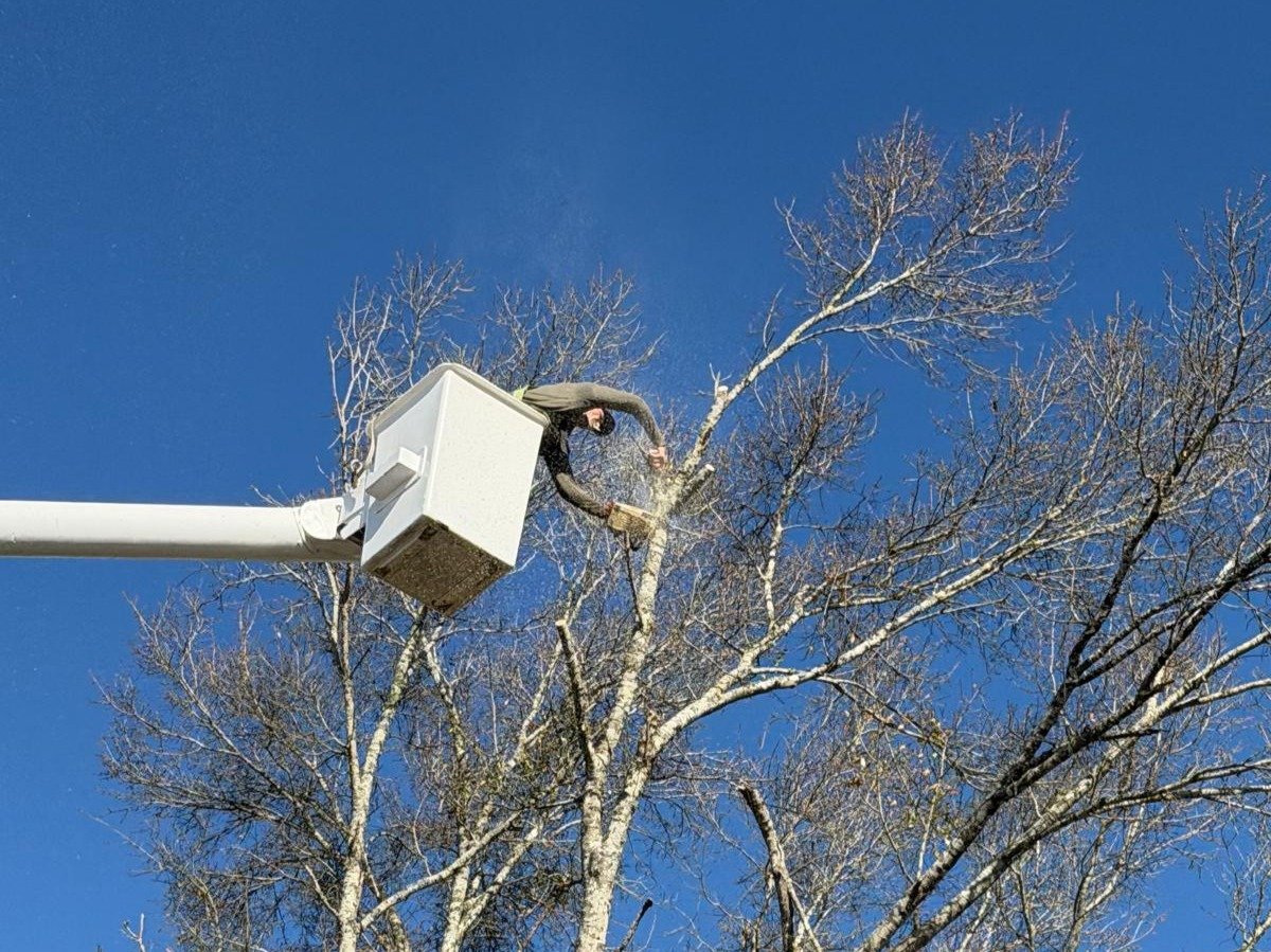 El Costeño Tree Service LLC